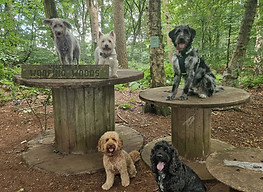 Woofing woods.jpg