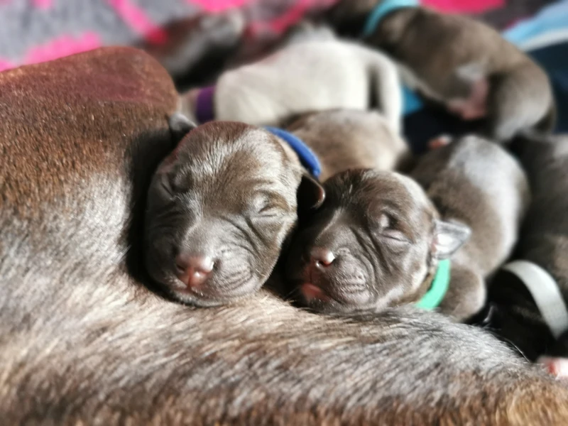 Newborn Puppies