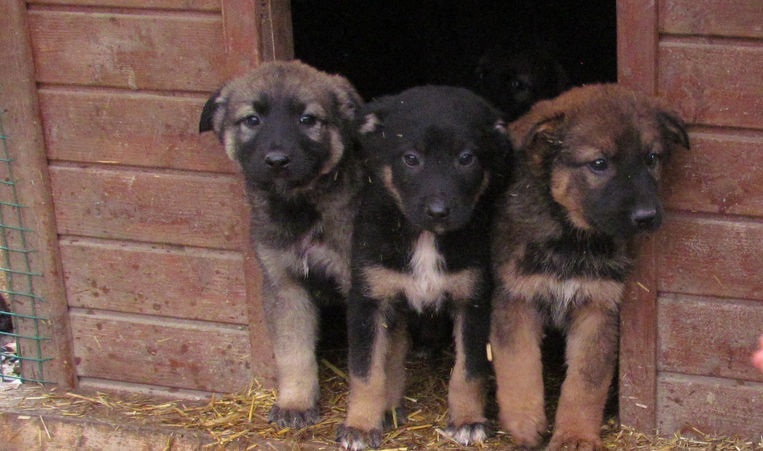 Welpen schauen aus Hütte
