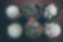mini cactus.JPG