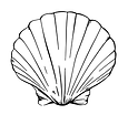 Un coquillage en guise de souvenir