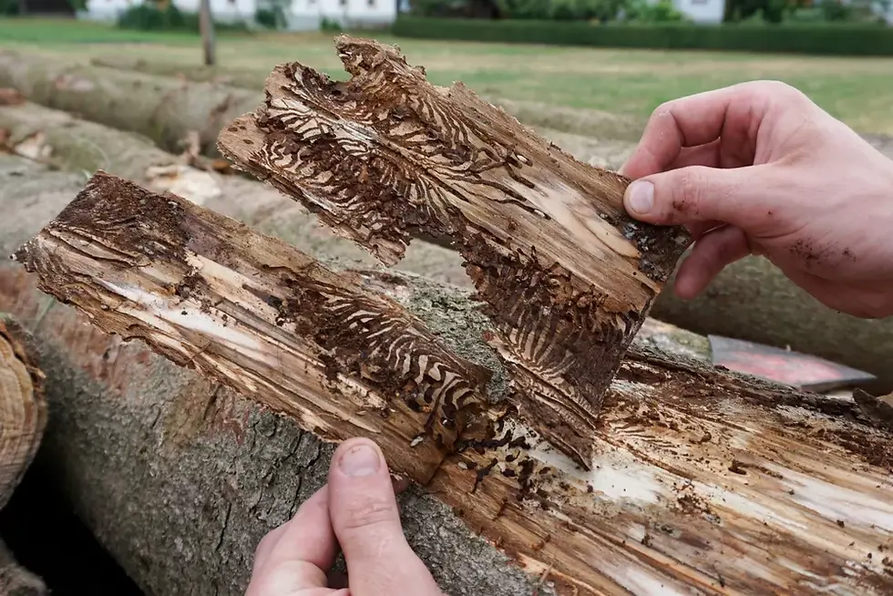 bark-beetle-damage-to-illinois-tree.webp