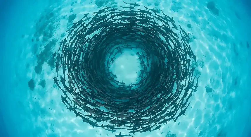 pngtree-large-school-of-barracuda-fish-swimming-in-circular-vortex-spiral-blue-image_21733