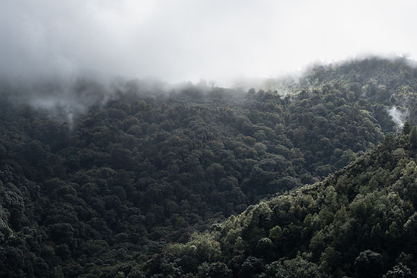 Copy of VRG-Forest-Pg 5–6.jpg