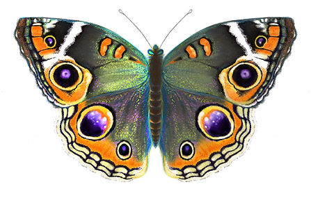 Shaded Buckeye copy_edited.jpg