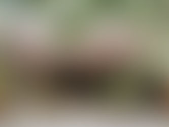 A serene view of Lunita Jungle Retreat Center nestled in the lush greenery of Riviera Maya, Mexico, offering a tranquil escape with its rustic thatched roof and inviting outdoor setting.