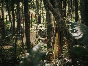 What a Jungle Somatic Retreat Can Heal