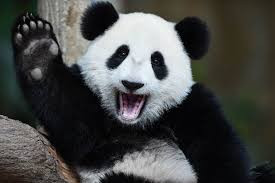 Acupuncture Panda