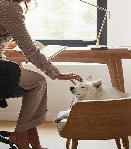 Side Nest custom luxury dog bed beside owner’s desk, Samoyed relaxing on wool cushion.