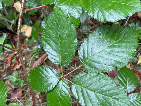 Weeds Every Gardener in the Pacific Northwest Should Know - Part I