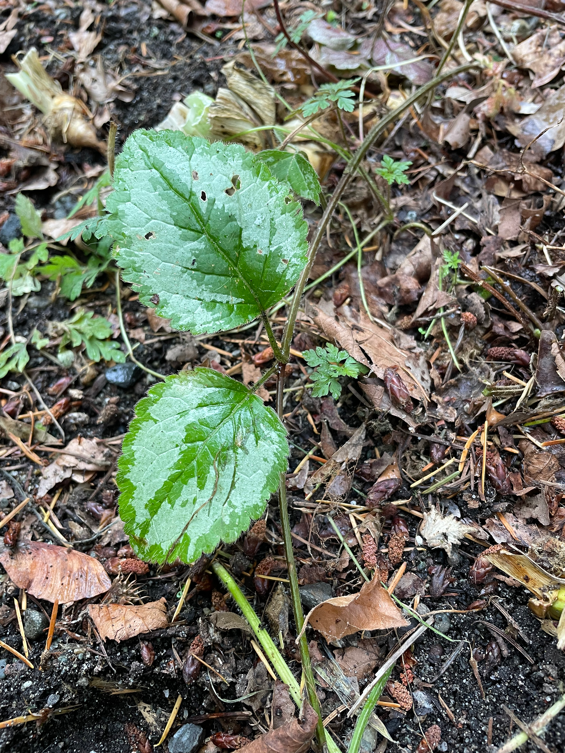 Yellow archangel