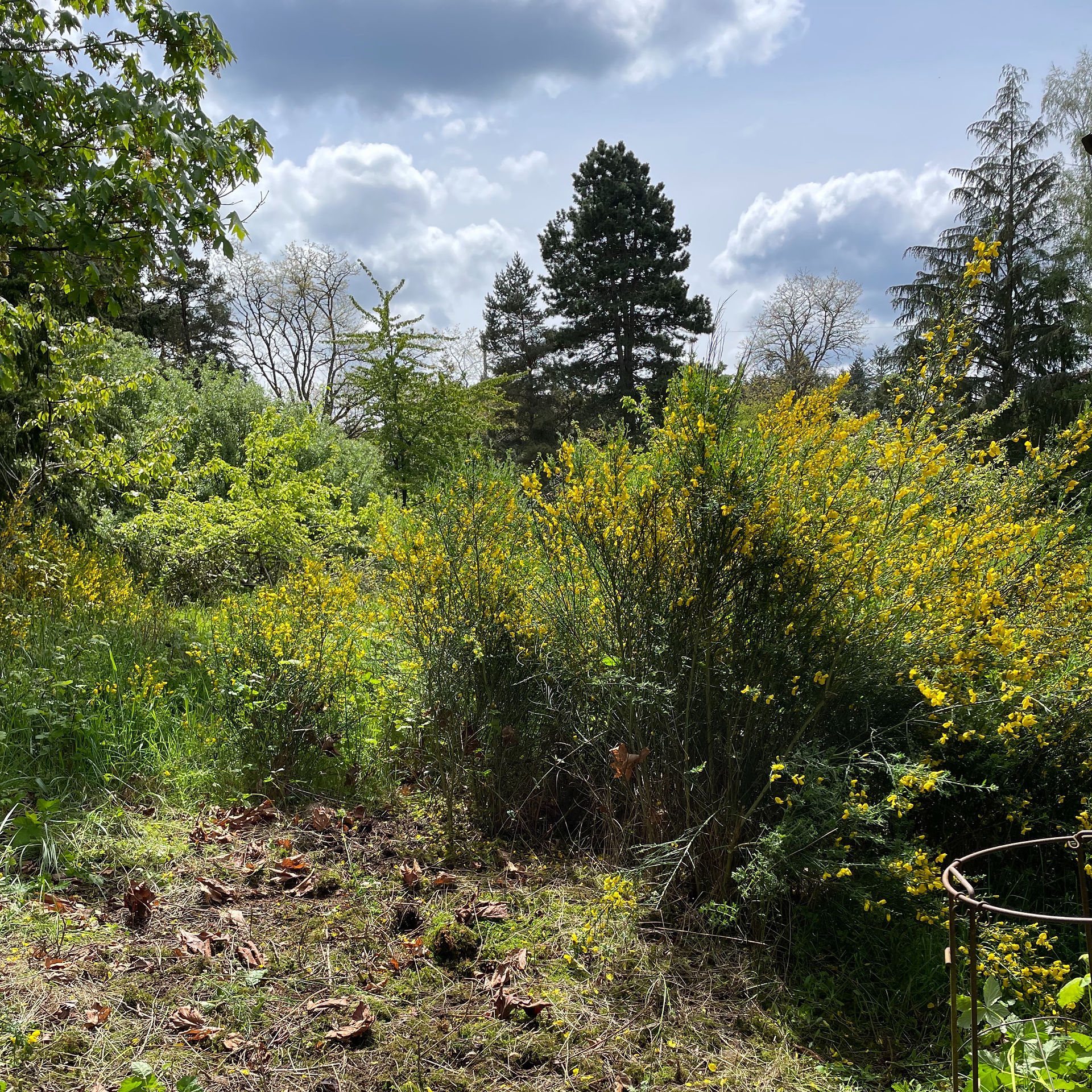 Scotch broom blooming