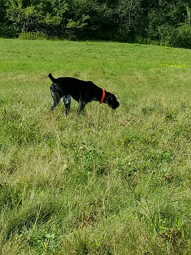 Xena training.jpeg