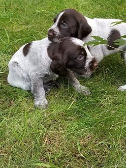 Merit x CC pups.jpeg