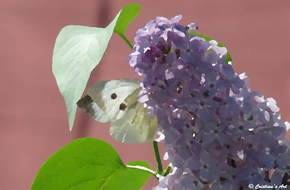 Fluturi si liliac_05_01.jpg