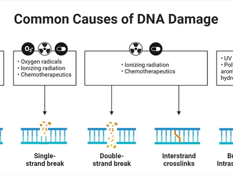 Understanding Cancer Through Biology, Bioelectricity, and Care