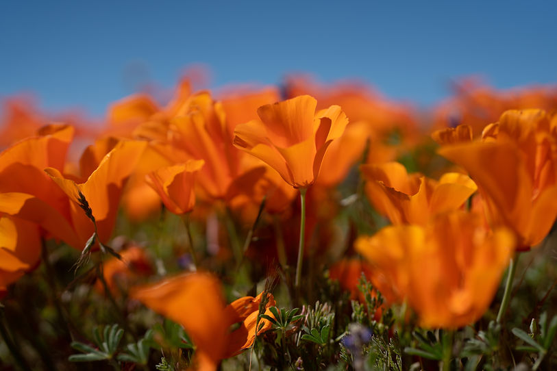 poppies_01.jpg