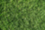 wintergreen-3.jpg