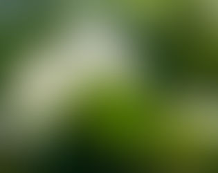 花がかわいい！！シンボルツリー