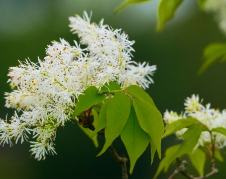 花がかわいい！！シンボルツリー