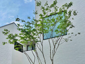 アオダモの魅力(*^^)v