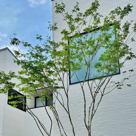 アオダモの魅力(*^^)v