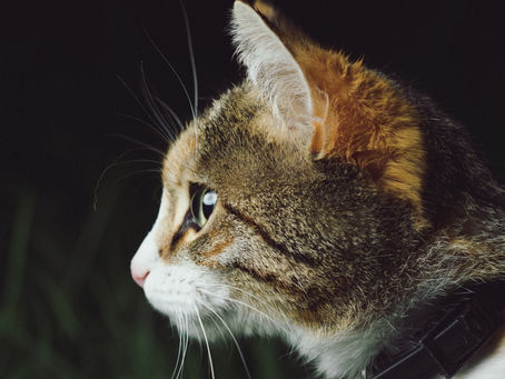 Seberapa Pentingkah Asam Folat Untuk Kucing? Simak Penjelasannya Berikut Ini!