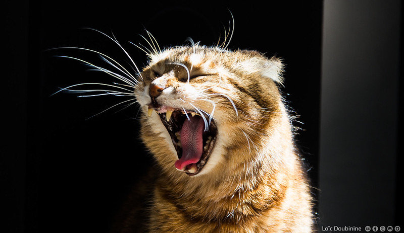 Inilah Gejala Rabies Pada Kucing Yang Wajib Diwaspadai Semua Catlovers!