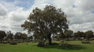 Los bosques de Castilla y león. Árboles singulares