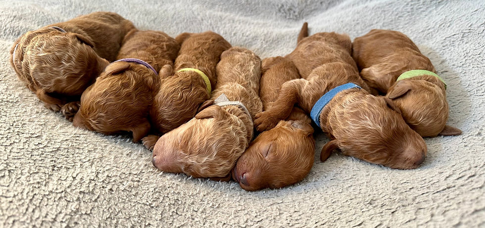 Puppies at 5 days old