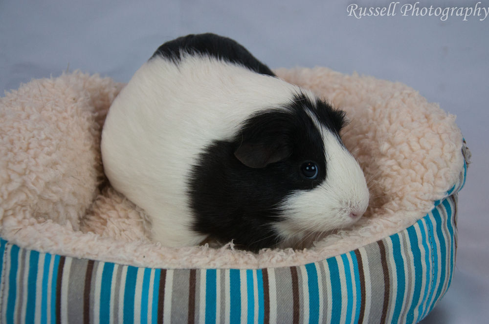 Essential Oils And Guinea Pigs