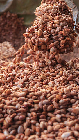 Cacao fermentado Peru.jpg