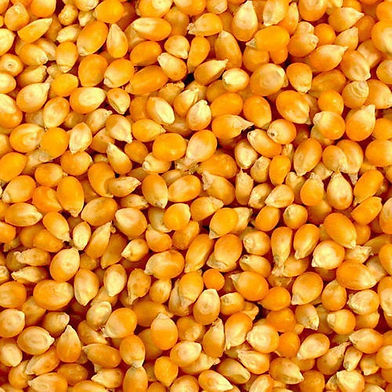 Makai (Corn/Maize)