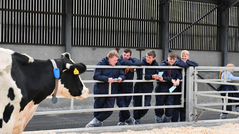 Members Shine at YFCU Northern Ireland Finals in Stock Judging, Silage and Soil Assessment