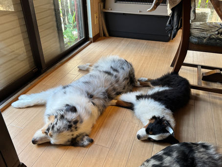 ブリーダーとは…