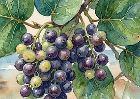 P. Kirkwood Sea Grapes.jpg