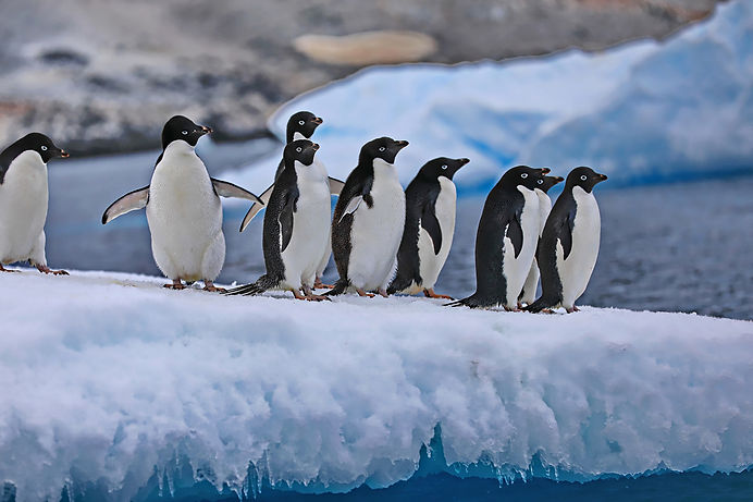 Penguin lineup .jpeg