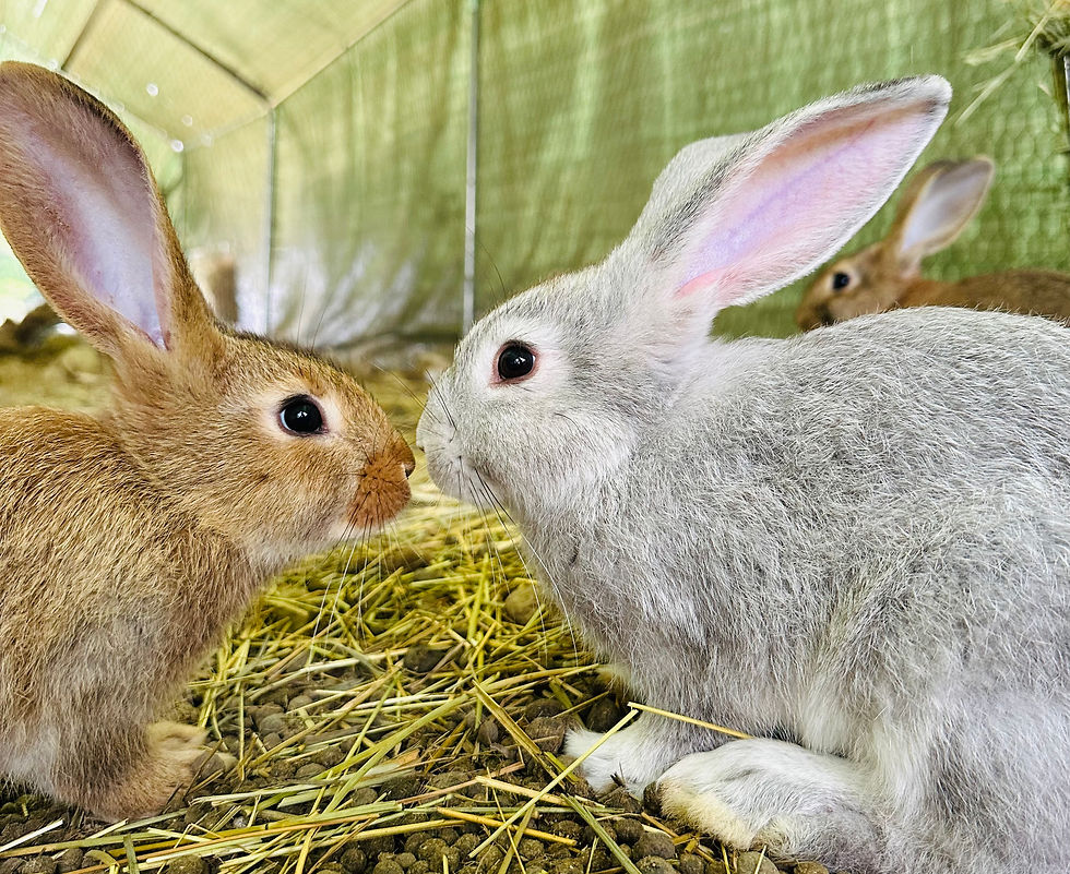 Flemish Giant Rabbit Adoption Day