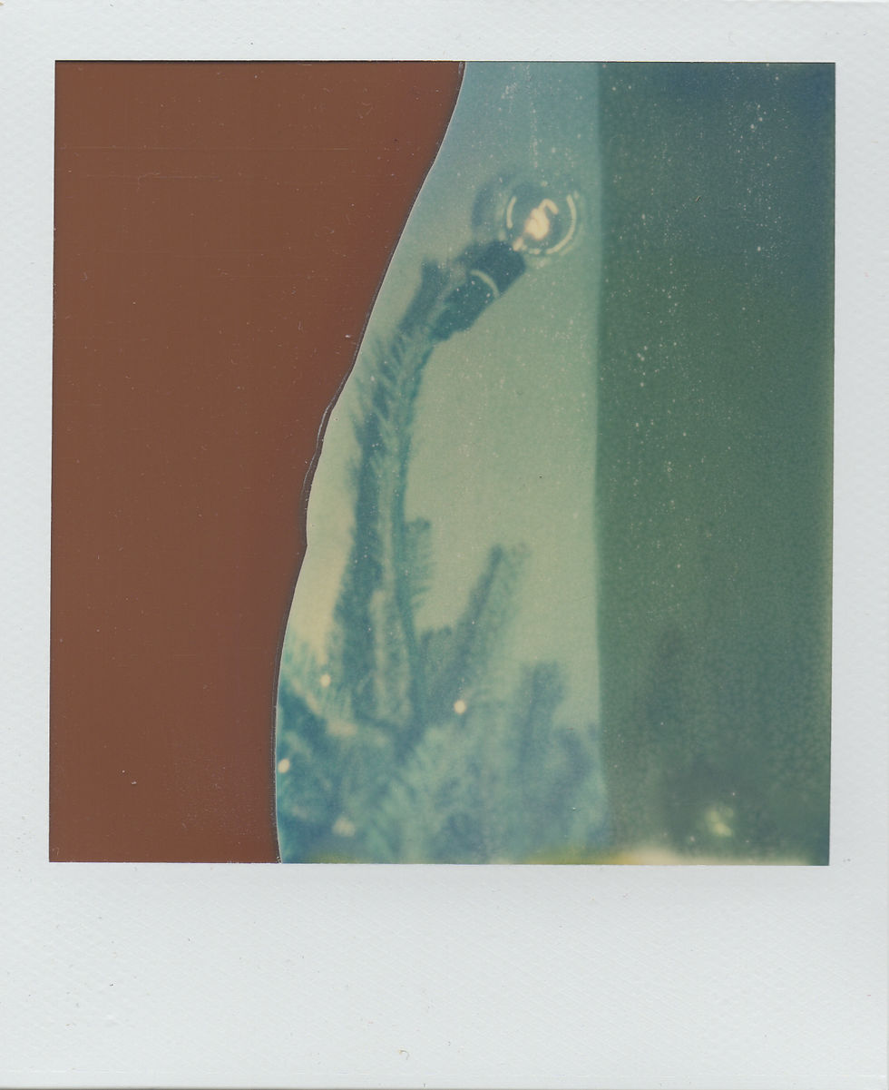 poor pod / christmas