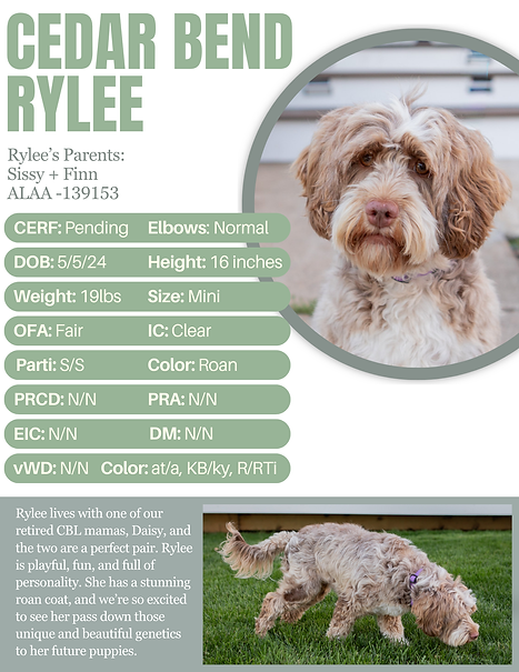 Brown Modern Dog Walker Flyer-53.png