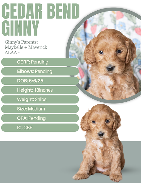 Brown Modern Dog Walker Flyer-13.png
