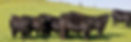 Lawson Banner Photo_edited_edited.jpg