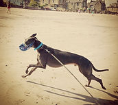 Dog Walker in Musselburgh & Edinburgh East, Dogs of Musselburgh
