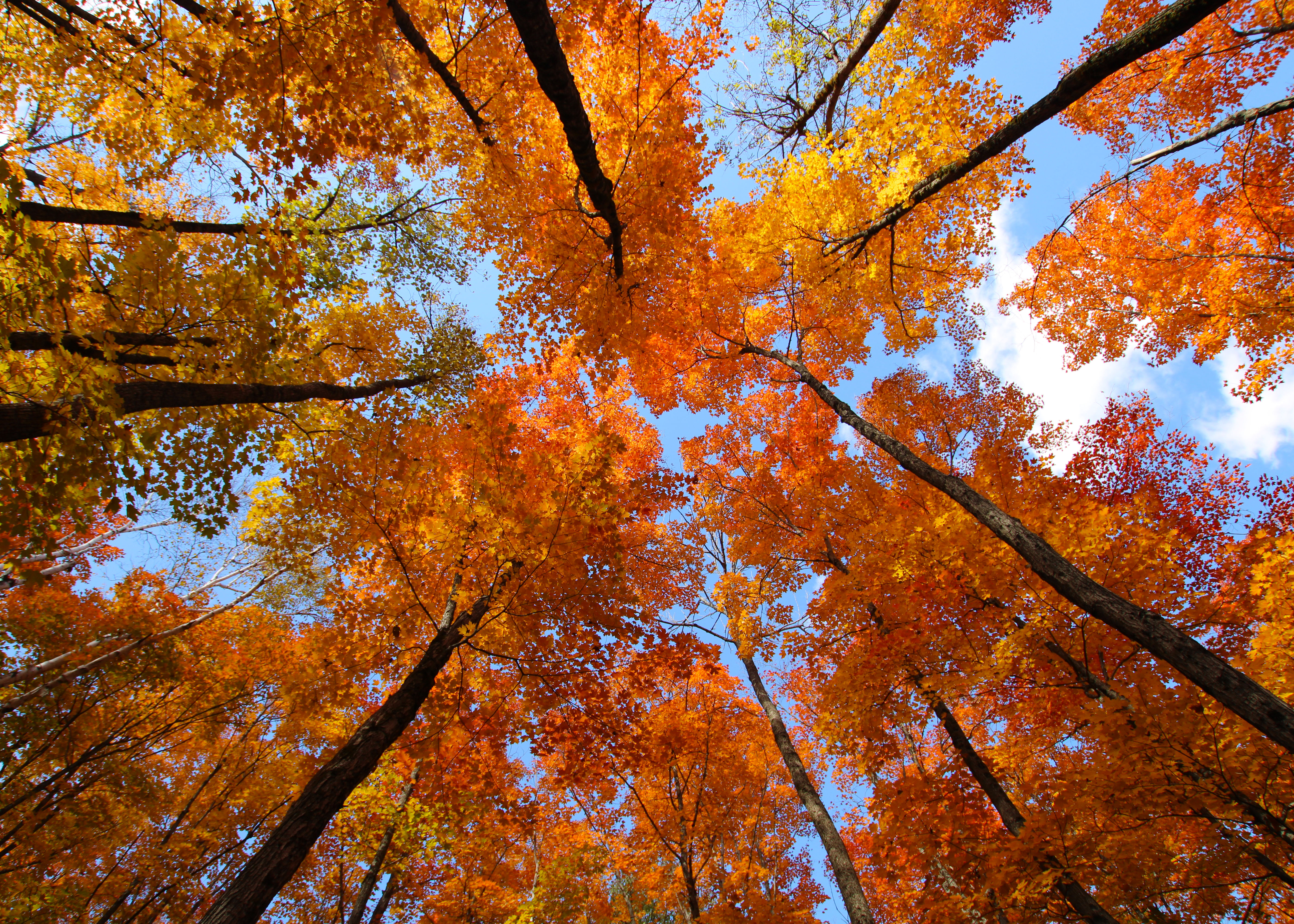"October, Looking Up" - 8x10