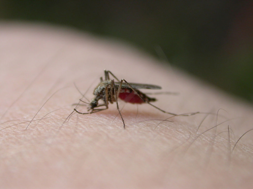 mosquito