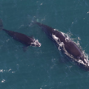 Monitoring whales from space