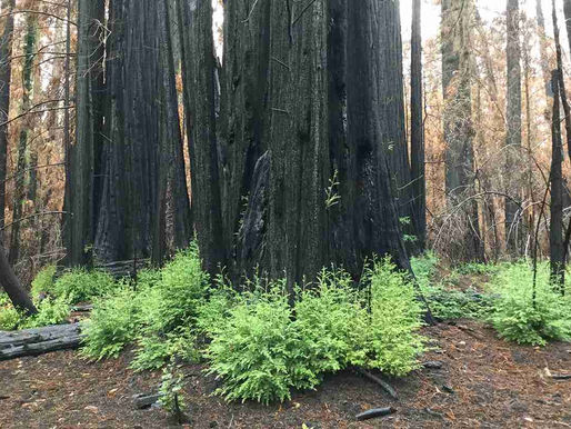 A trick up the trunk: redwoods sprout back