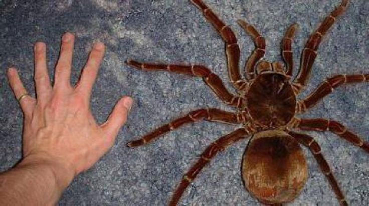 tarantula gigante da amazonia Fonte:https://4.bp.blogspot.com/-puYE1MryH4M/V7EG6OgL3AI/AAAAAAAAWTY/ajU6MAs7-4YgY0EoaZclQvaiH5t3sffOQCEw/s1600/spi7.jpg