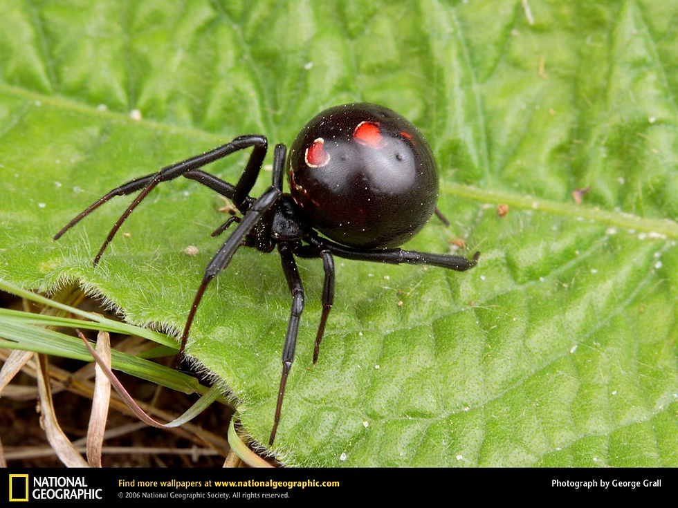 viuva negra Fonte: http://files.gaiabiodicas.webnode.com.br/200000457-82e5783df4/black-widow-spider.jpg