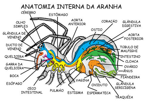 anatomia aranha geral Fonte: http://belllima.no.comunidades.net/imagens/aranha.jpg